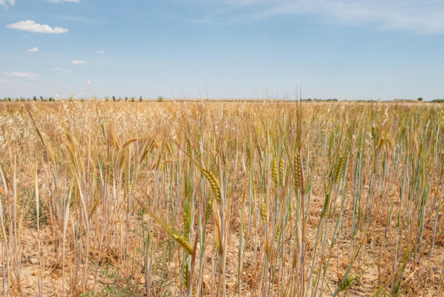 Archivo - Campo de trigo.