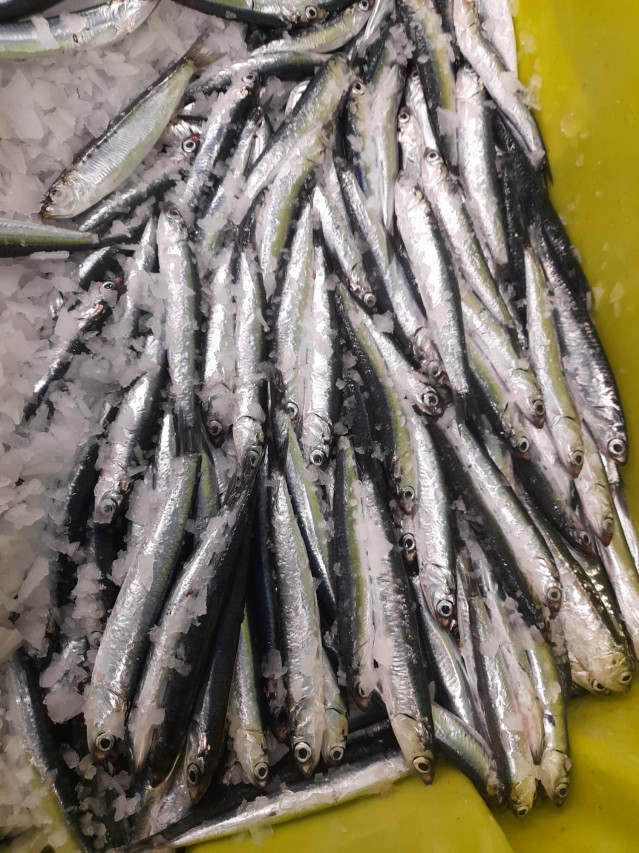 Archivo - Bocartes de los que se elabora la anchoa