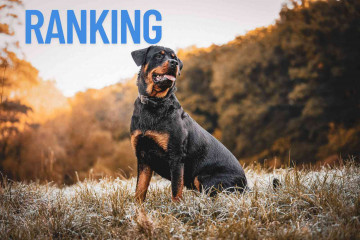 Perros, ranking