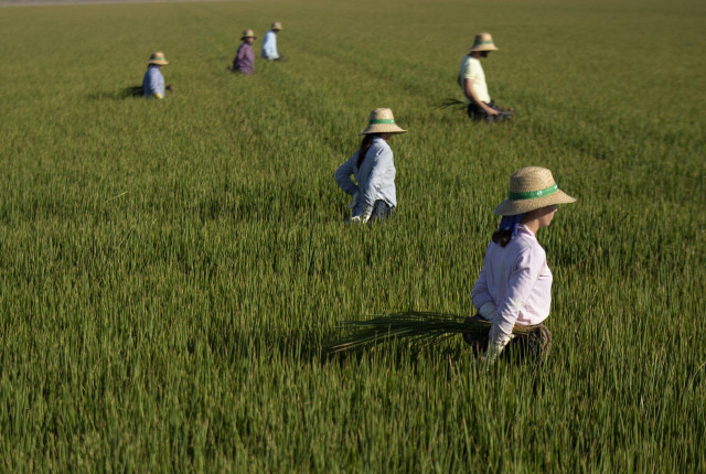 Archivo - Un grupo de jornaleros durante su labor, escardar arroz, en un arrozal en Isla Mayor. A 26 de agosto de 2022 en Sevilla (Andalucía, España).