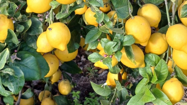 Archivo - Imagen de archivo de limones.