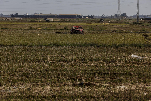Archivo - Restos de la DANA en un campo de arrozales en las inmediaciones de la Albufera,