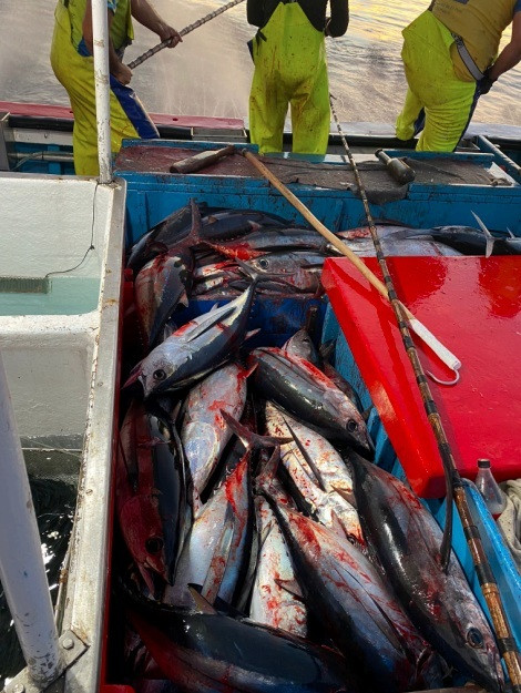 Pesca de bonito