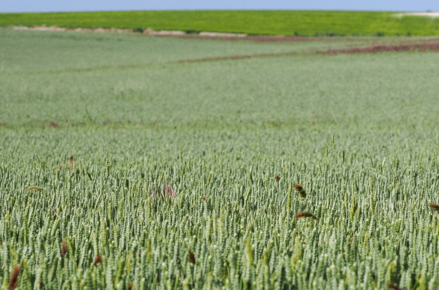 Campo de cereales