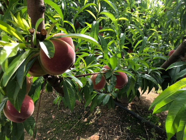 Archivo - Fruta en los árboles
