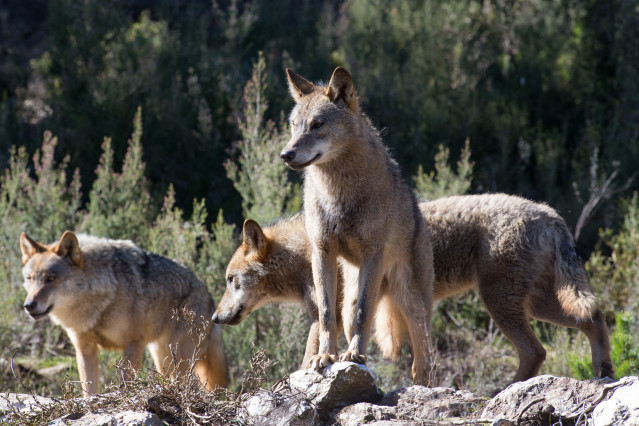 Archivo - Varios lobos ibéricos del Centro del Lobo Ibérico en localidad de Robledo de Sanabria,