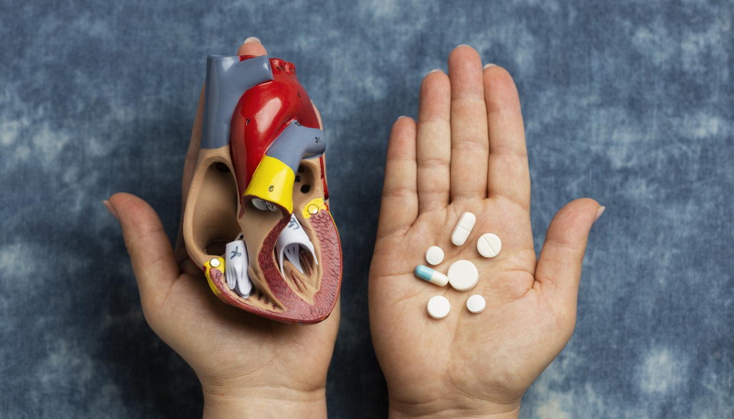 Persona con modelo anatomico de corazon con fines educativos