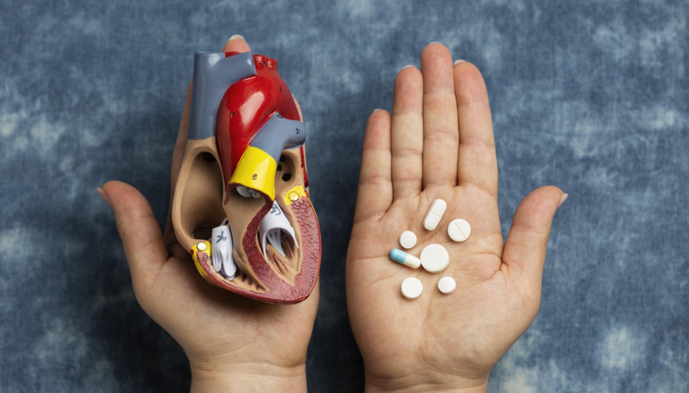 Persona con modelo anatomico de corazon con fines educativos