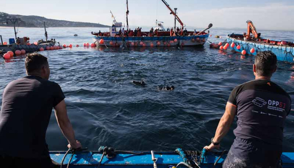 Varios pescadores durante una ‘levantá’ del atún de una de las almadrabas de OPP51.