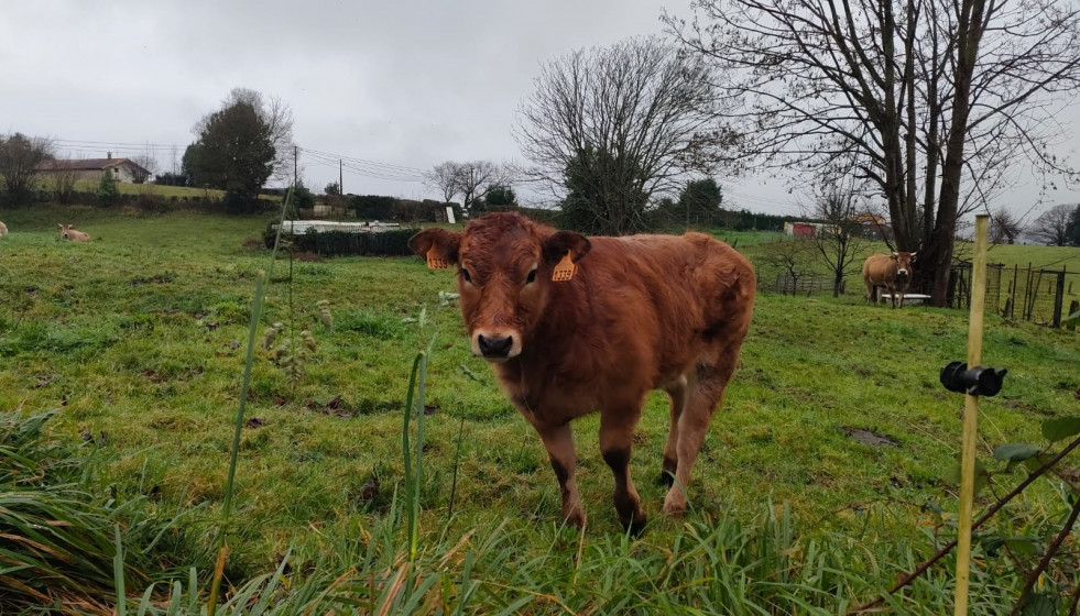Archivo - Vaca en Asturias.