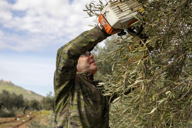 Archivo - Un hombre durante el XXVIII Concurso de Poda de Olivo, a 6 de abril de 2025, en Mora, Toledo, Castilla-La Mancha (España).