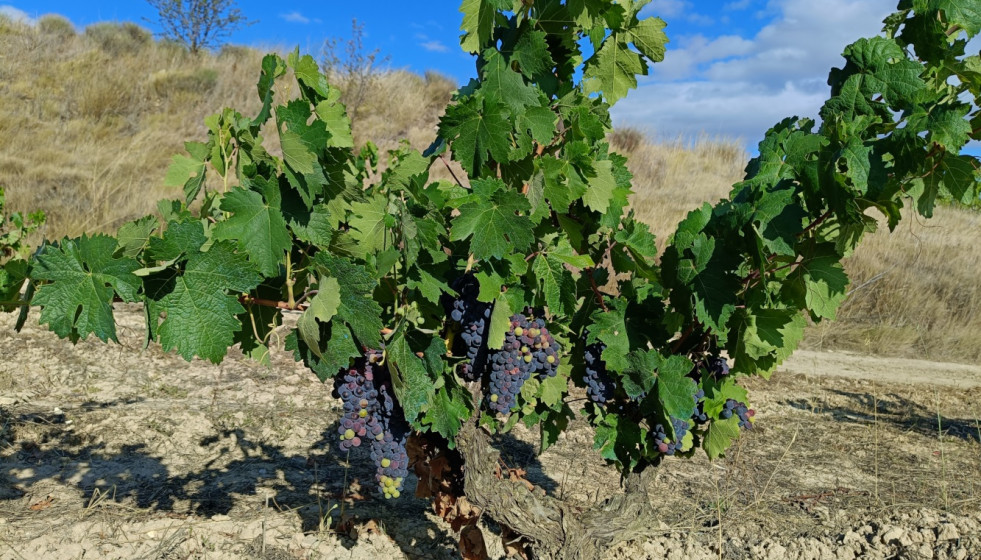 Archivo - Viñedo en Álava