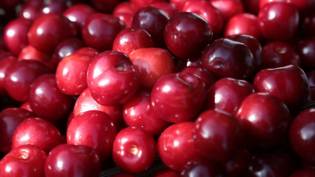 Arranca la certificación de las picotas de la DOP Cereza del Jerte con una previsión de 3.000 toneladas