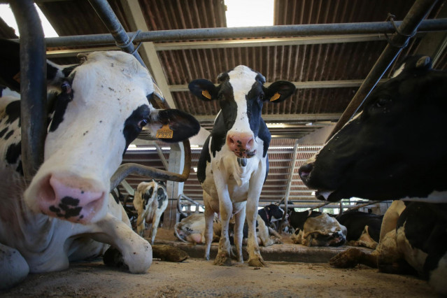 Archivo - Vacas de una ganadería de lácteo en Sabadelle