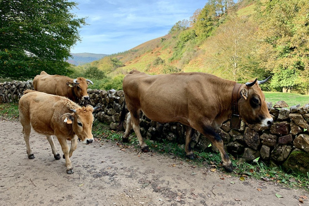Archivo - Vacas