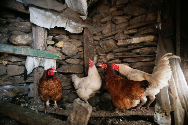 Archivo - Varias gallinas en un corral