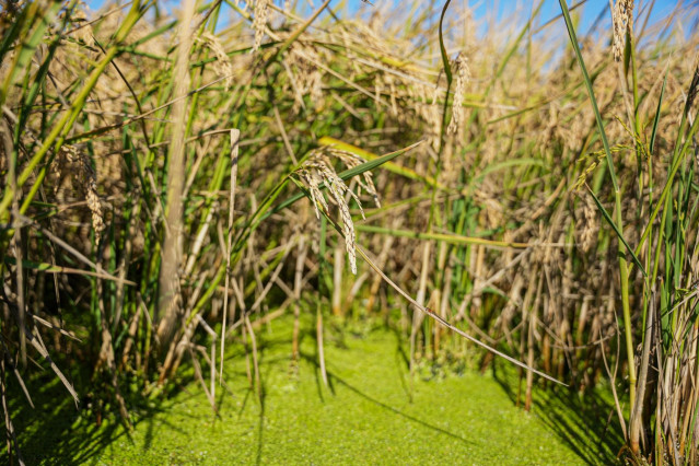 Archivo - Semillas de arroz antes de su recogida