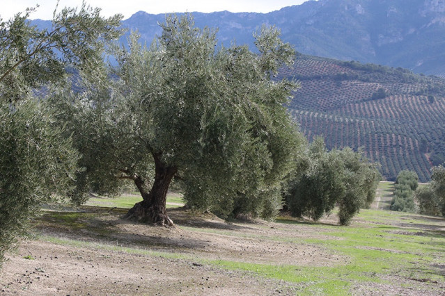 UPA advierte de que la próxima cosecha de aceite de oliva podría igualar a la anterior, en el mejor de los casos