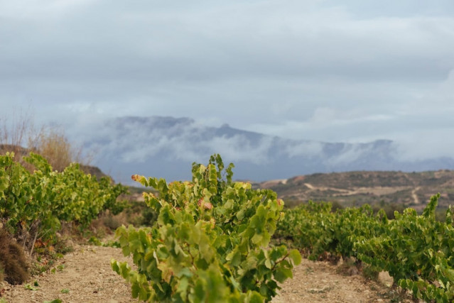 Rioja aplica medidas adicionales de control para esta vendimia ante la situación excepcional del viñedo