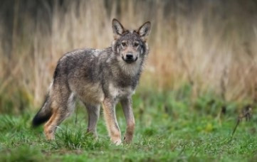 Un lobo.