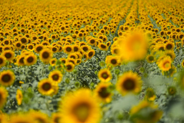 Archivo - Campo de girasoles en florecidos en la localidad sevillana de Sanlucar la Mayor