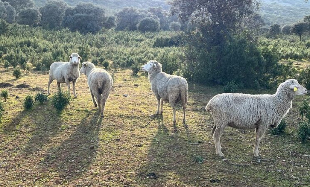 Ganado ovino