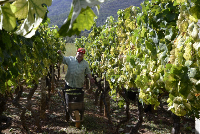 Archivo - Vendimia y carga de uvas en contenedor