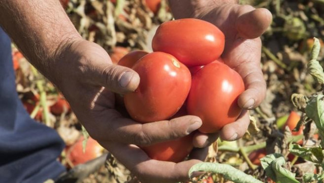 Archivo - Tomates. Imagen de archivo