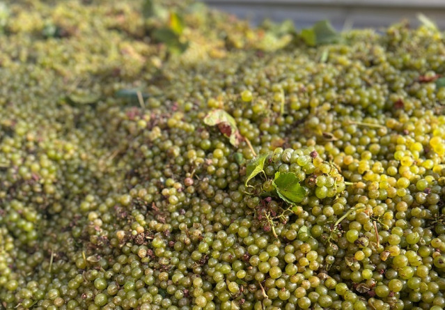 Uvas