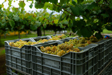 Archivo - Varias cajas llenas de uvas durante la época de vendimia