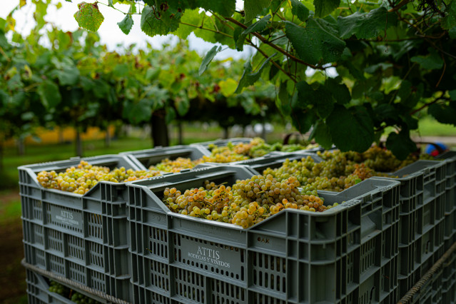 Archivo - Varias cajas llenas de uvas durante la época de vendimia