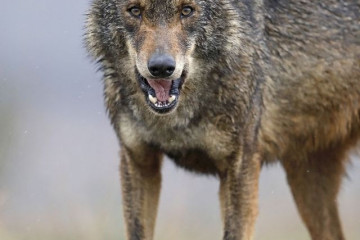 Lobo