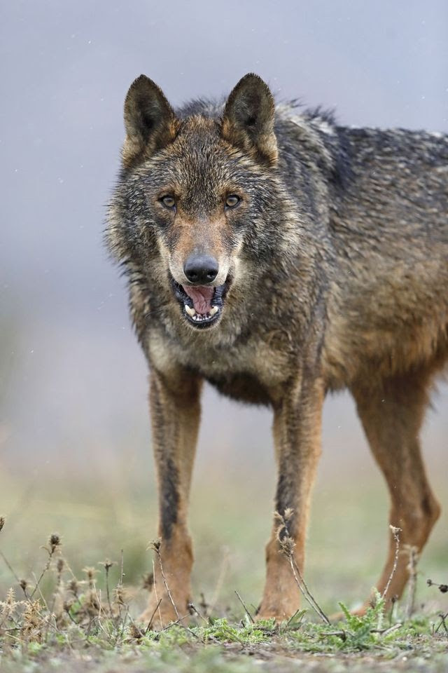 Lobo