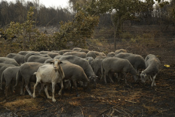 Ovejas supervivientes del fuego en A Caridade