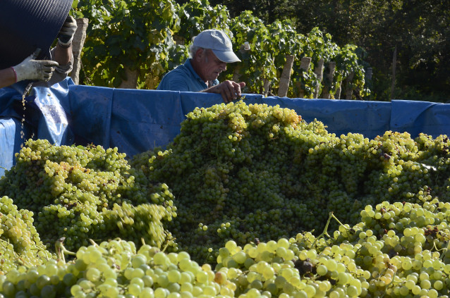 Archivo - Vendimia y carga de uvas en contenedor