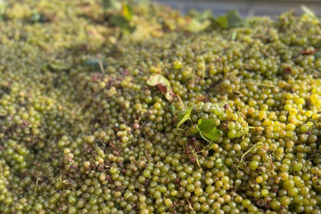 Uvas