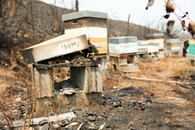 Colmenas quemadas por los incendios,
