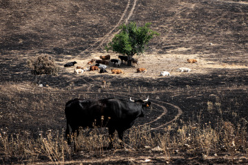 Varias vacas en un campo incendiado