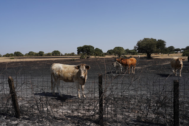 Ganado tras el paso del incendio forestal en Cerezal de Puertas, La Ramajería, Salamanca