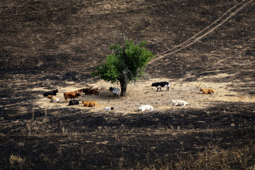 Varias vacas tras incendio