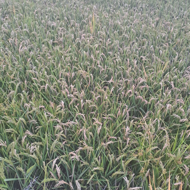 Campo de arroz