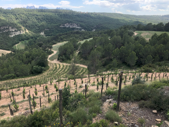 Viñas entre bosques