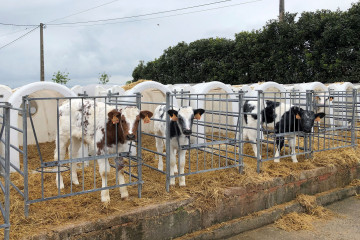 Terneros en una granja