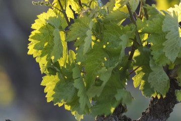 Archivo - Viñas de Álava