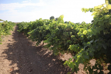 Viñedo. Vino.
