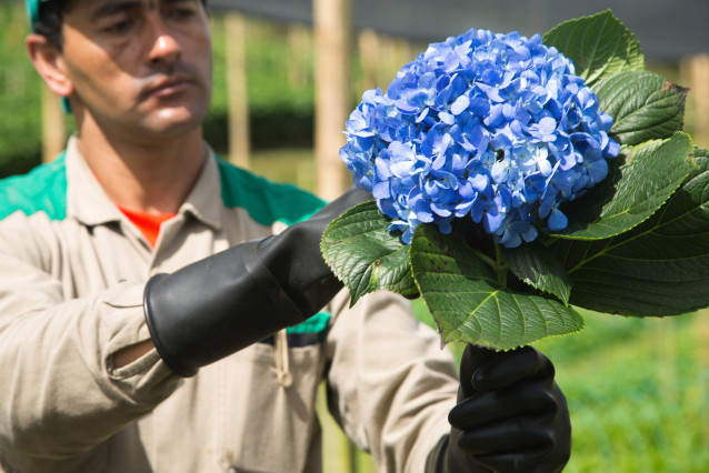 Archivo - Trabajador en los campos de flores de Colombia.