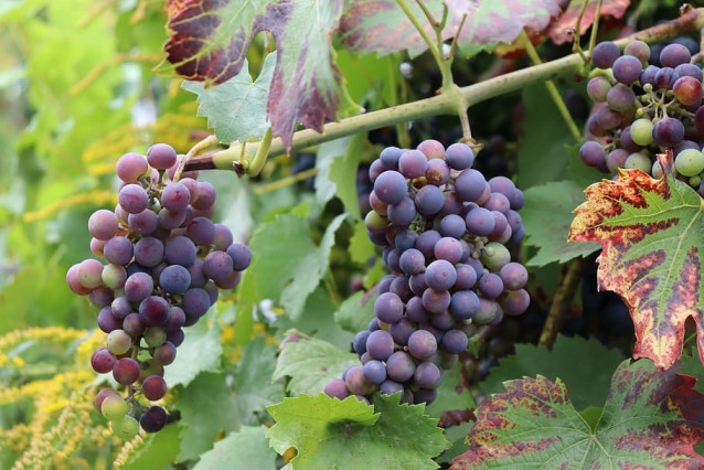Viñedo en Álava