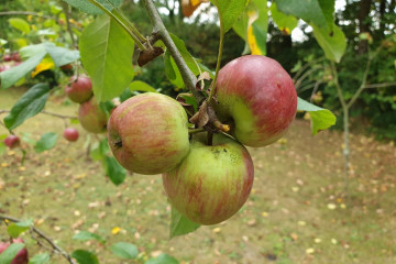 Archivo - Manzanas asturianas.