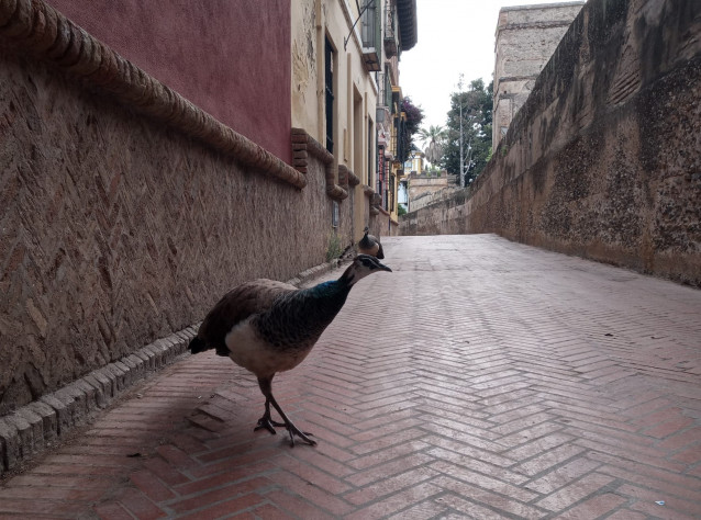 Un pavo pasea por las inmediaciones de los Jardines de Murillo de Sevilla.