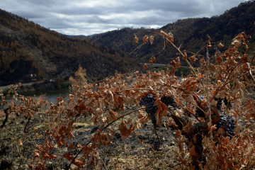 Viñedos quemados de la parroquia de Seadur en Ourense
